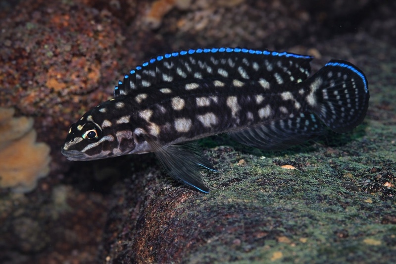 Julidochromis cf. marlieri 'Katani Point'